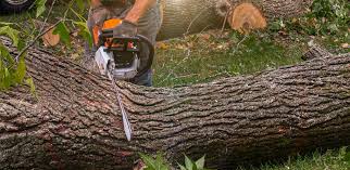 Reliable Warren, PA Tree Services Solutions