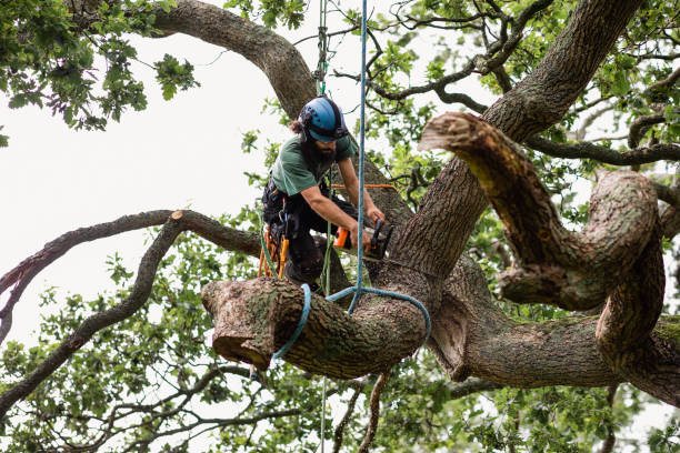 Best Tree Removal Service  in Warren, PA