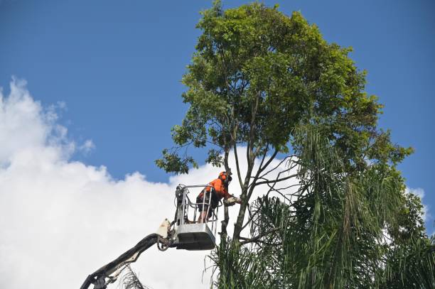 Best Weed Control  in Warren, PA