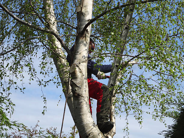 How Our Tree Care Process Works  in  Warren, PA