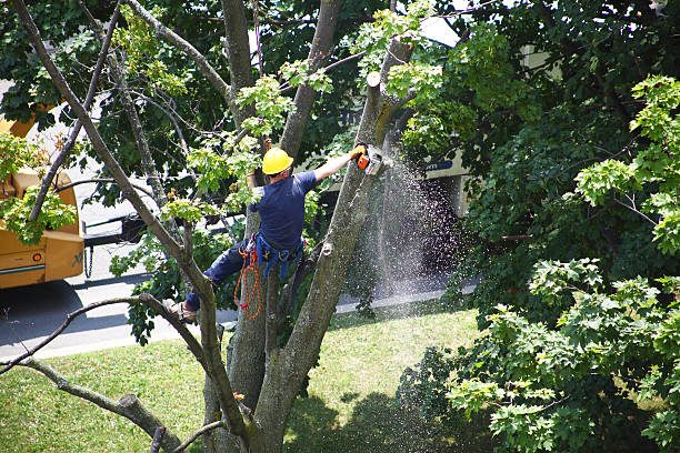 Best Commercial Tree Services  in Warren, PA